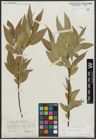 Foto von Salix alba L. x Salix fragilis L.